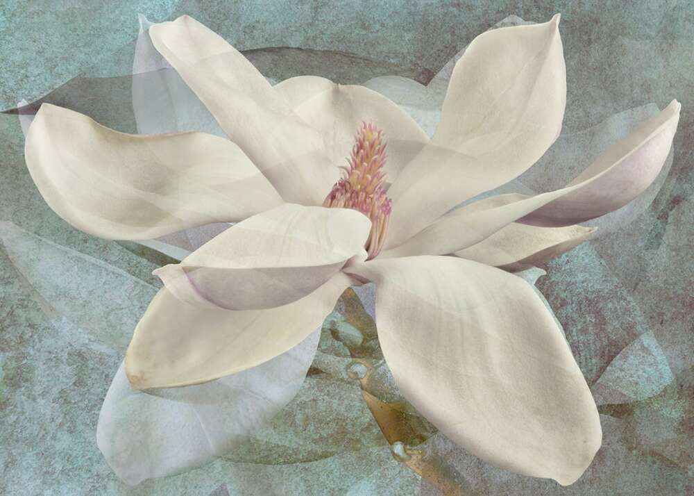 Фотообои Цветы под заказ из категории flowers
