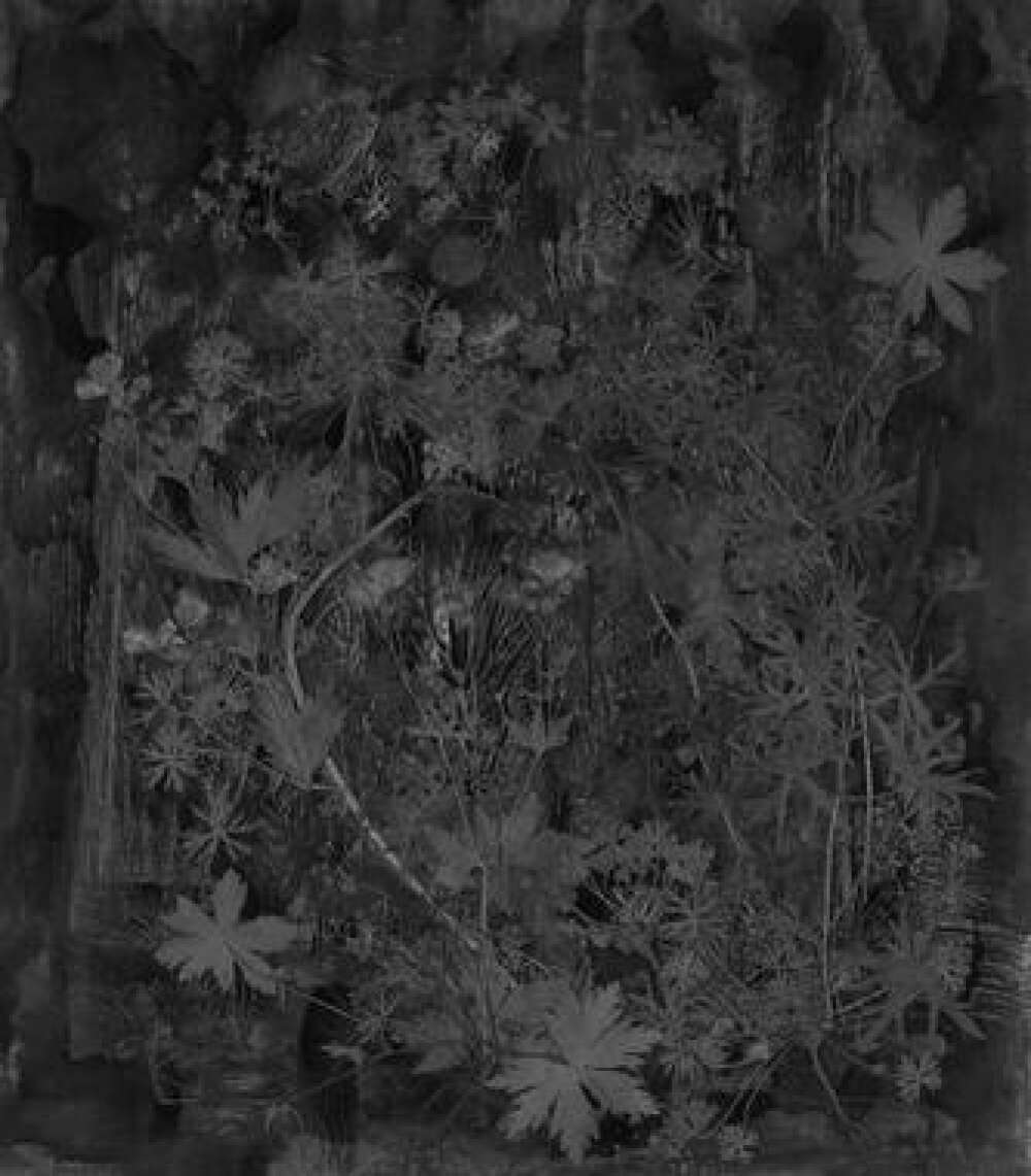 Фотообои Цветы под заказ из категории flowers