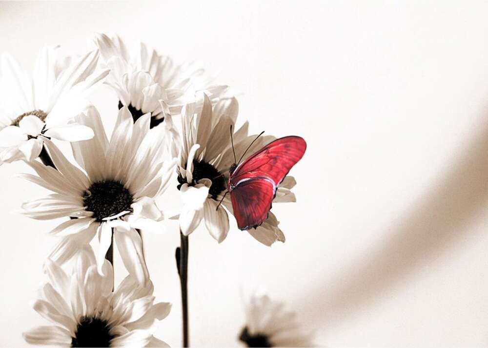 Фотообои Цветы под заказ из категории flowers