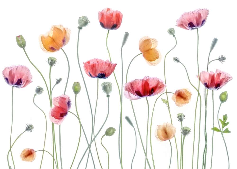 Фотообои Цветы под заказ из категории flowers