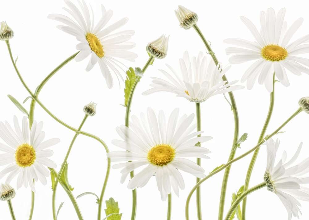 Фотообои Цветы под заказ из категории flowers