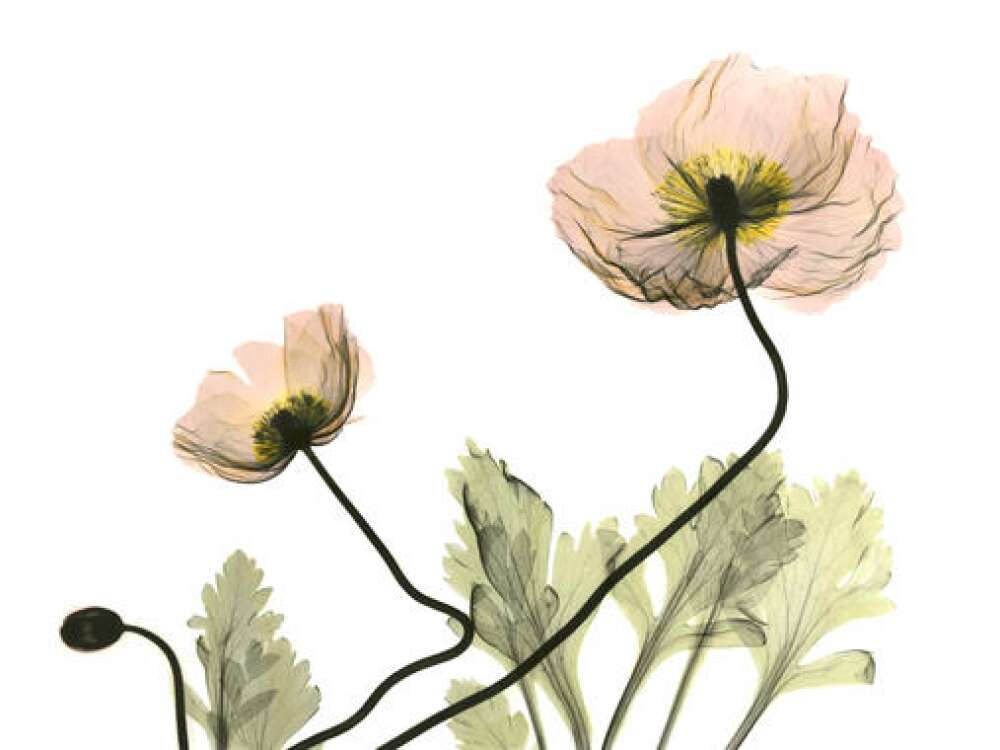 Фотообои Цветы под заказ из категории flowers