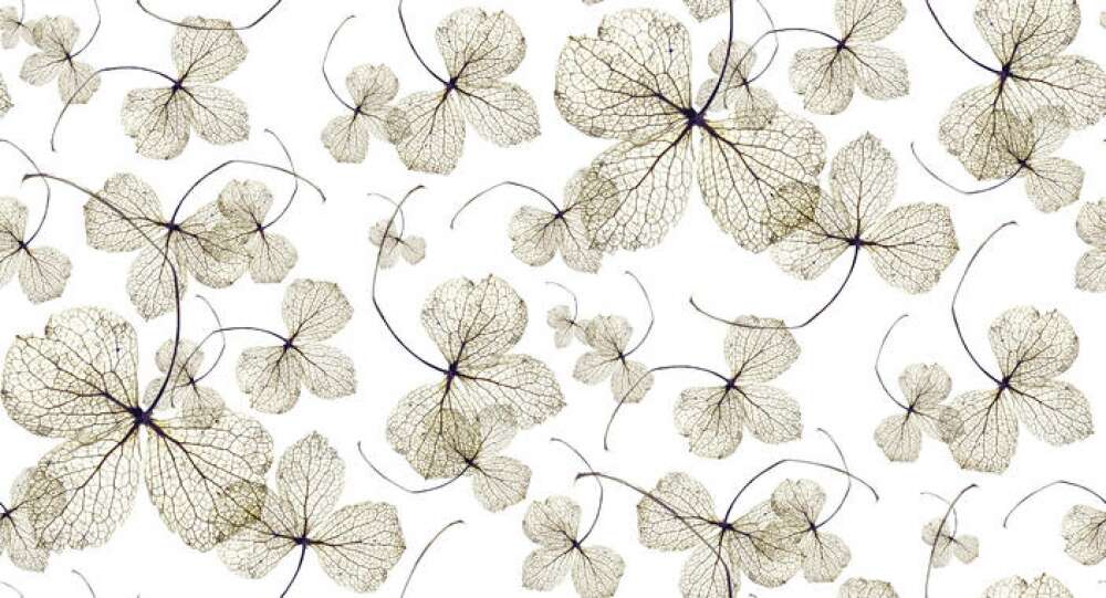 Фотообои Цветы под заказ из категории flowers