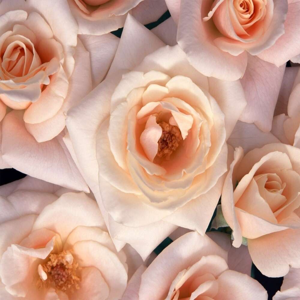 Фотообои Цветы под заказ из категории flowers