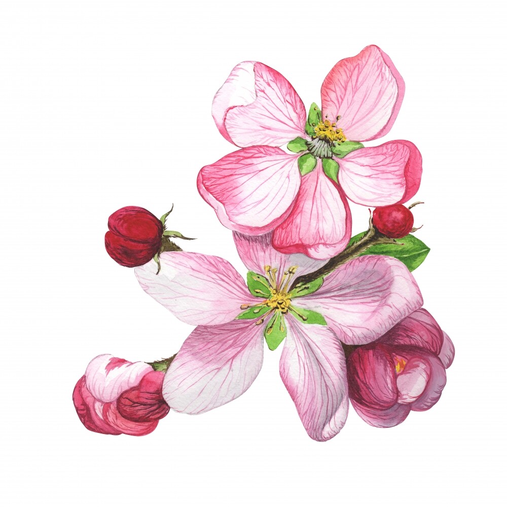 Фотообои Цветы под заказ из категории flowers