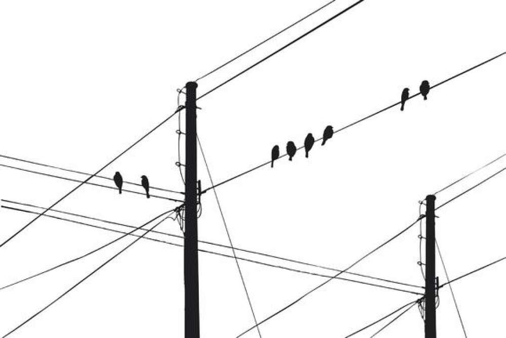Фотообои Птицы под заказ из категории pticy