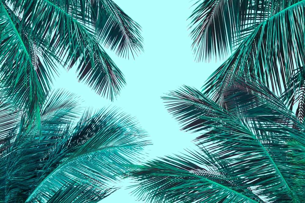 Фотообои Тропики под заказ из категории tropic