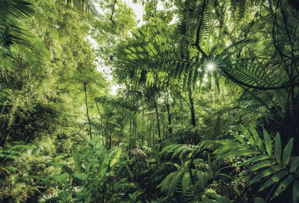 Фотообои Тропики под заказ из категории tropic